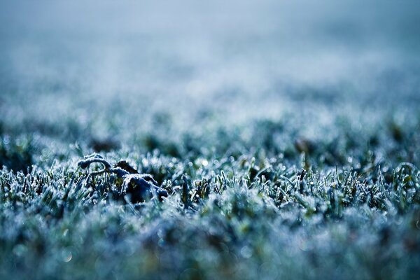 Macro photo of grass covered with frost