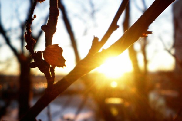 The sun setting over the horizon in the branches of trees