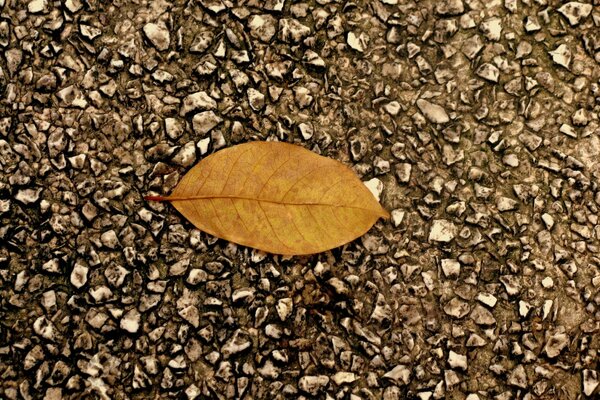 Herbstblatt auf Asphalt