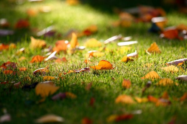 Lawn and fallen yellow leaves