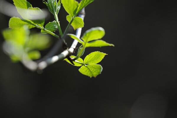 Green leaves on a branch, on a dark background