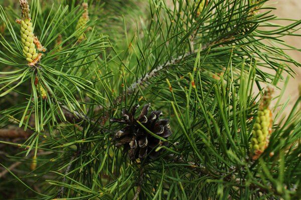 A brown cone on a branch of a coniferous plant