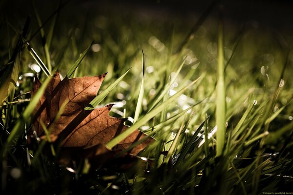 Chute d une feuille d automne sur une herbe encore verte