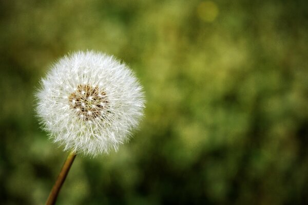 Pissenlit blanc dans la nature