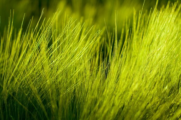 Flauschiges grünes Gras aus der Natur