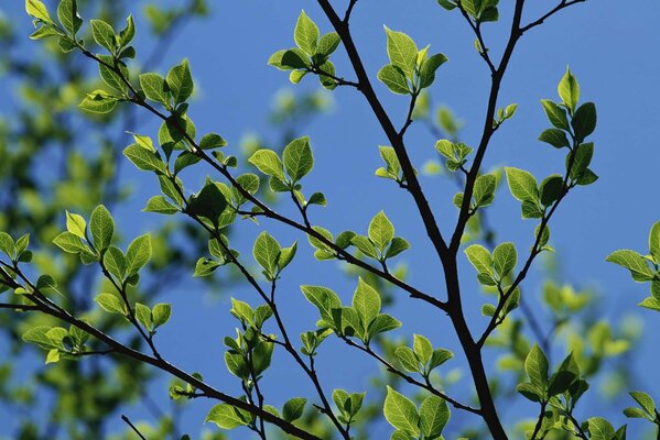 Schöner Kontrast von jungen grünen Blättern zum Frühlingshimmel