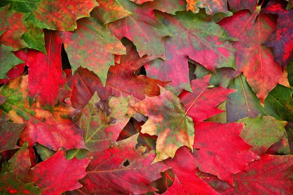 Herbstlaub im Makro-Stil