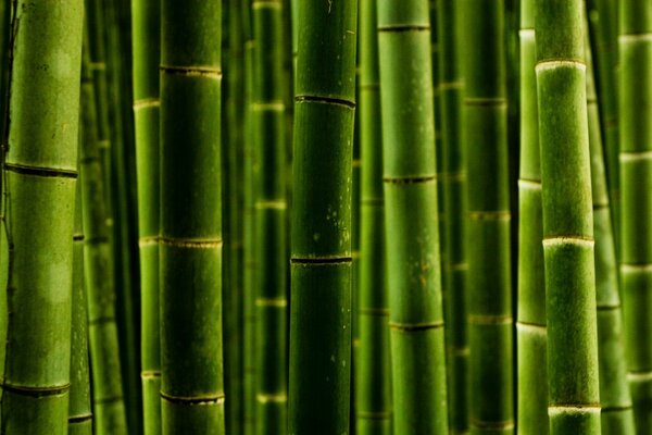 Foto macro de tallos de bambú