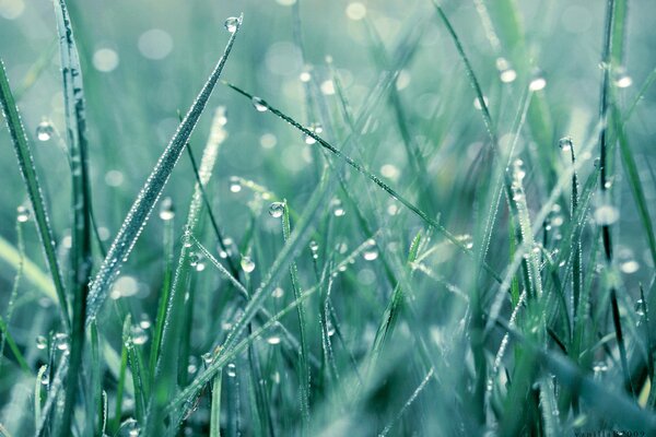 Gotas de rocío sobre hierba verde