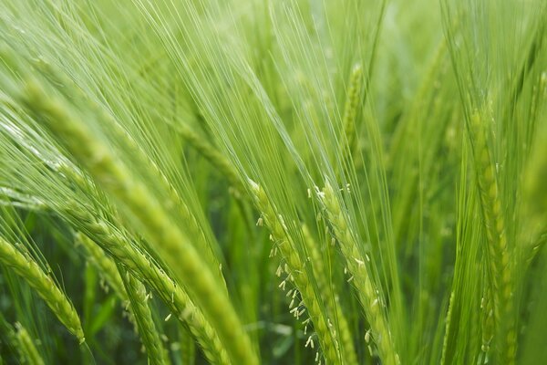 Plants, grass, greens are mowing in the field