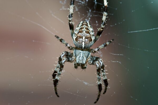 Una gran araña teje una telaraña