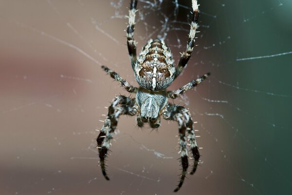 Wielki pająk tka sieć
