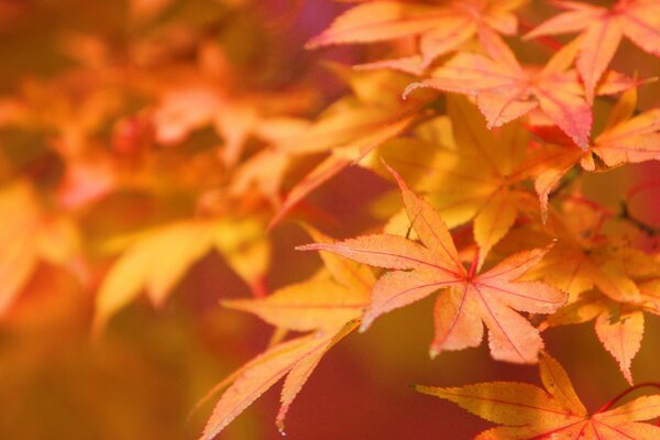 Orange autumn leaves on a tree