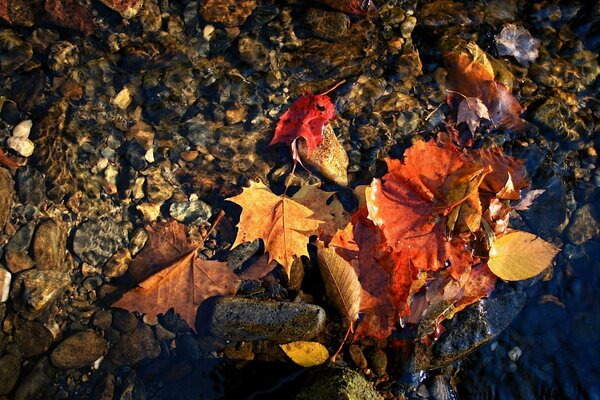 Hojas de otoño y piedras de cerca