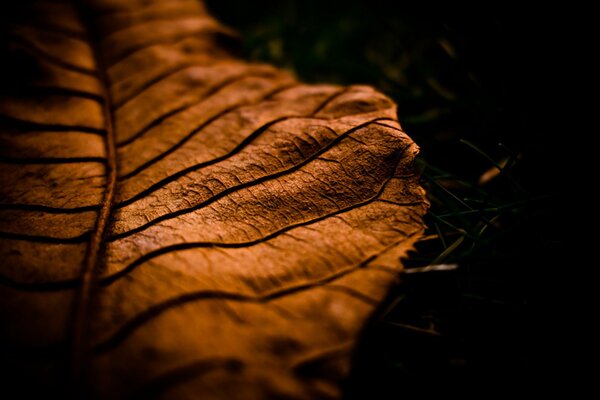 Macro hoja de otoño sobre fondo oscuro