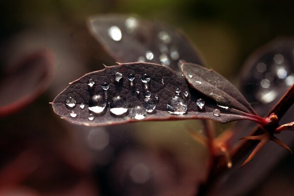 Rosée du matin sur les feuilles