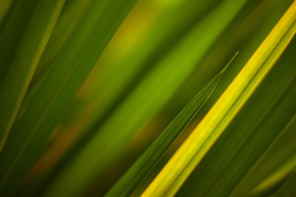 Gras, das in Makroaufnahmen aufgenommen wurde