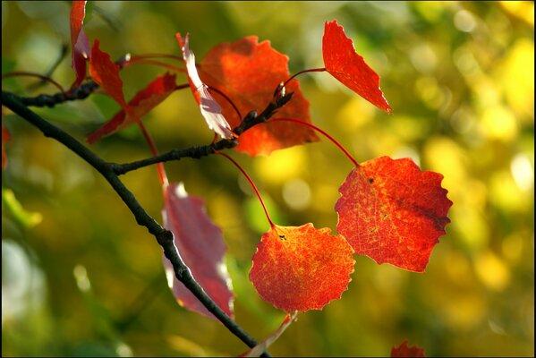 Red autumn leaves in focus