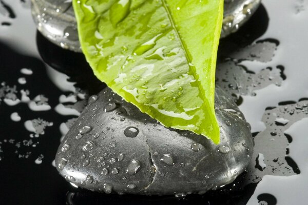 Feuille humide sur la pierre dans l eau