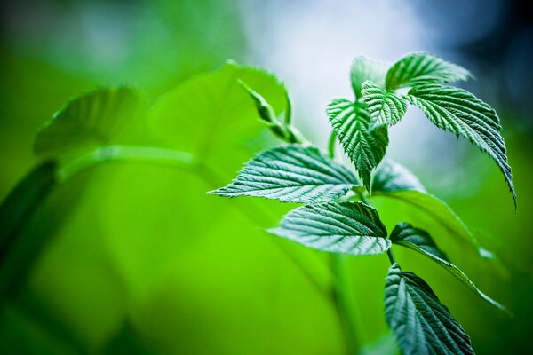 Riprese macro di foglie di menta