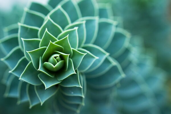 Green unusual plant with blur