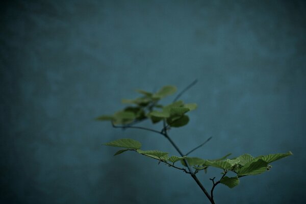 A branch of a plant on a dark background