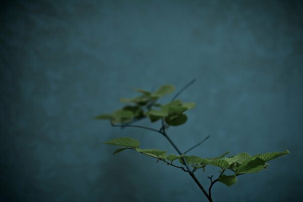 Branche de plante sur fond sombre