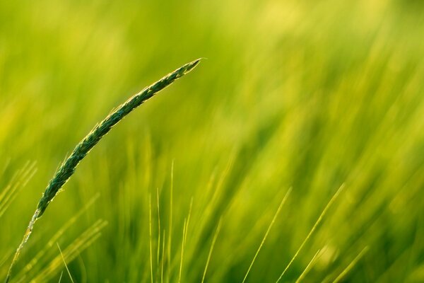 Épi vert dans un champ semé