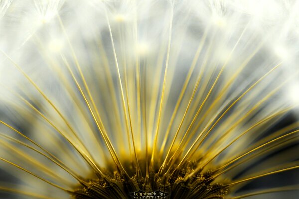 Dandelion from the inside under the sunlight