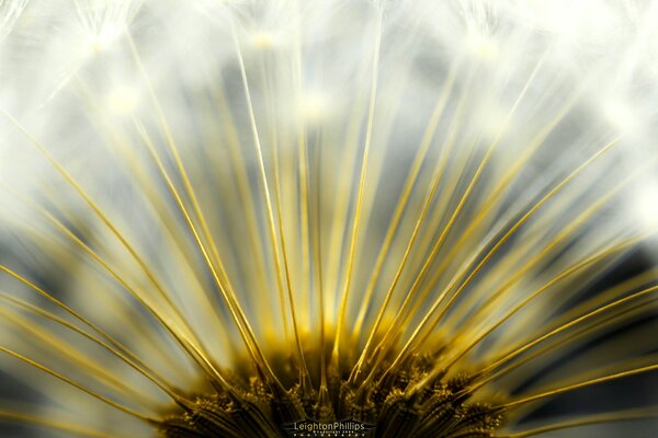 Dente di leone dall interno alla luce del sole