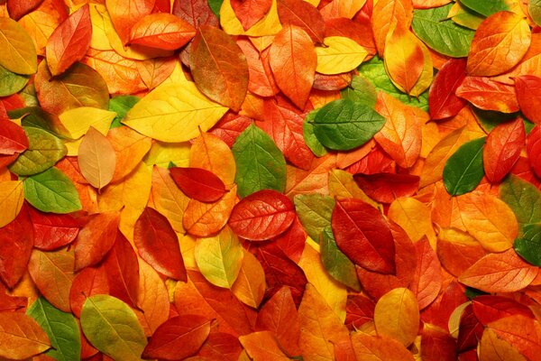 Colorful fallen leaves from trees