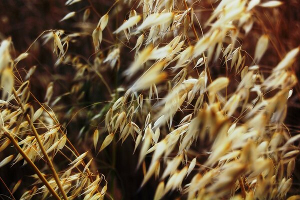 Foto macro di piante secche nel campo