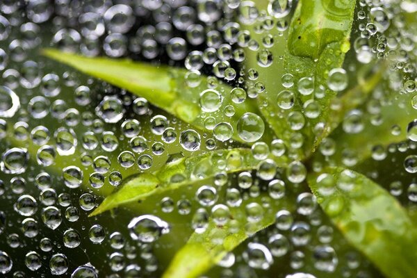 Green leaves in drops