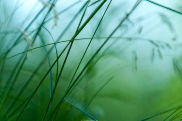 Morning dew on grass and meadow