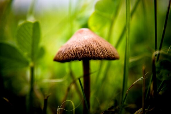 Mushroom on a green background