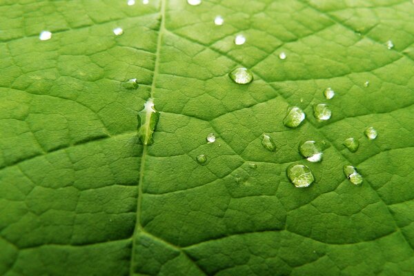 Dew drops on a green leaf