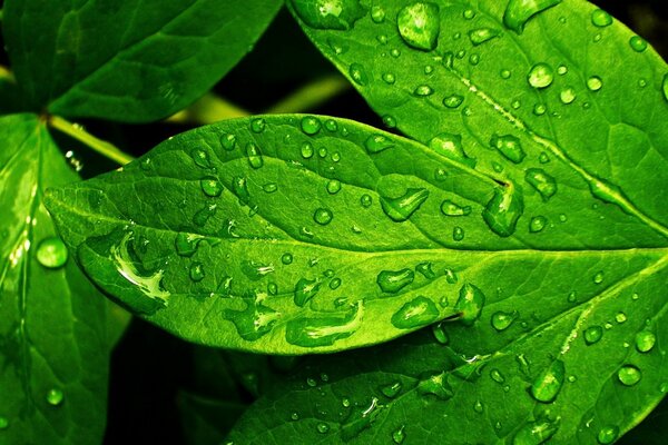 Dew drops on juicy green foliage