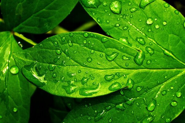 Gocce di rugiada su fogliame verde succoso