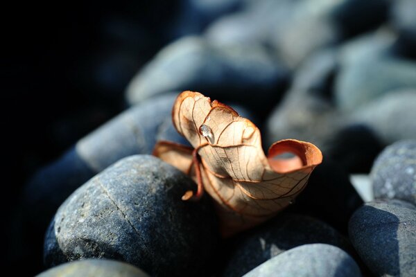 La belleza de la hoja en macro piedras