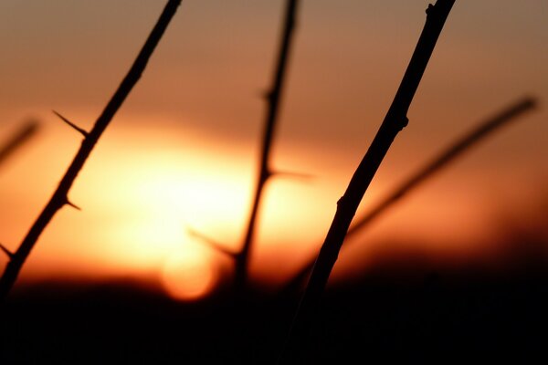 Prickly tree branches at sunset