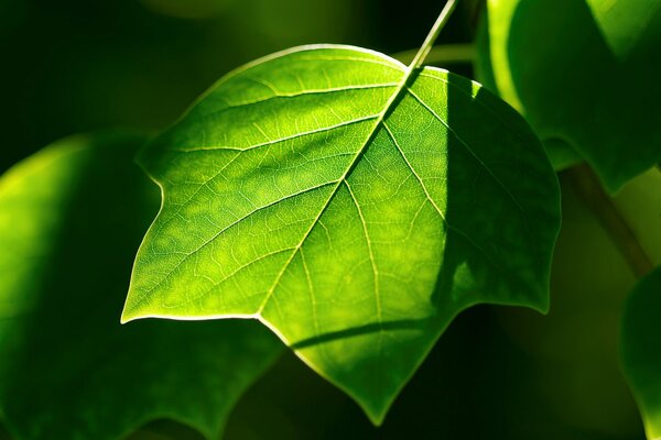 Green leaf close-up shooting