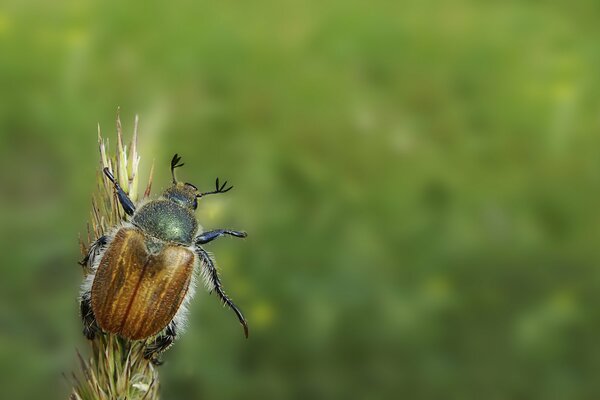 A green bug sparkles on the grass