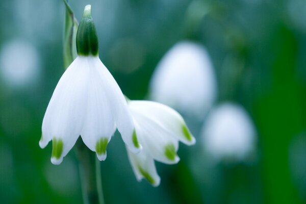 Campanilla blanca suave sobre fondo verde