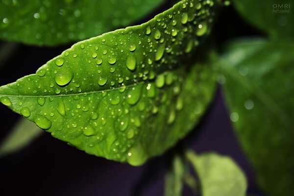 Dew drops on a green leaf