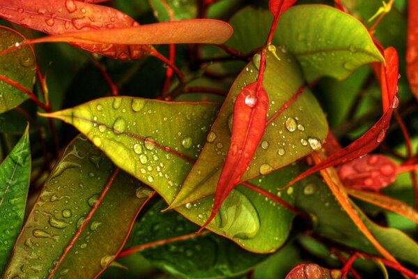 Hojas de otoño en gotas de lluvia