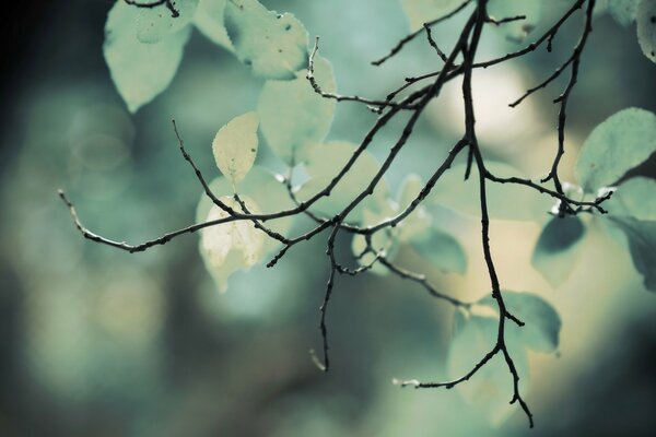 Tree branches. Foliage. Greens