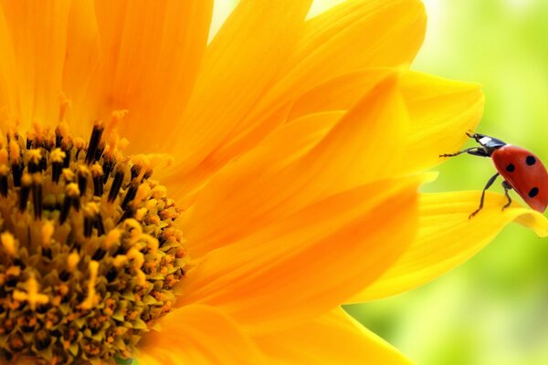 Yellow Sunflower macro shooting