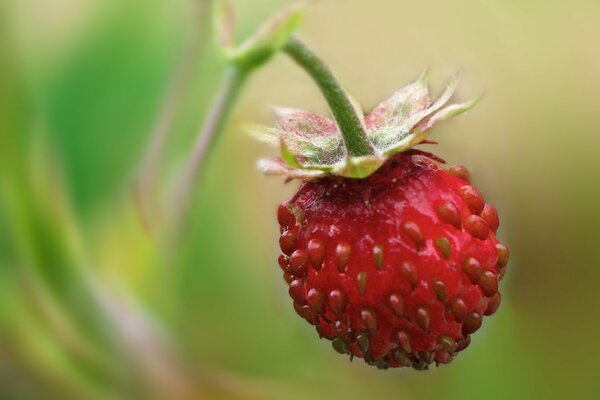 Riprese macro di fragole su un ramo