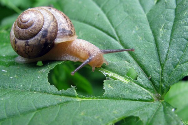 How a snail eats grass