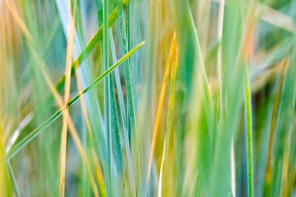 Colorful autumn grass close-up